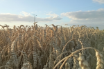 Rynek zbóż w Polsce (07.04.2024)