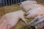 Ceny żywca wieprzowego, wołowego i drobiowego (8.12.2024)