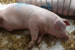 Ceny żywca wieprzowego, wołowego i drobiowego (17.11.2024)