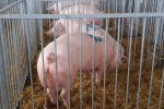 Ceny skupu świń rzeźnych (04.02.2024)