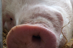 Ceny skupu świń rzeźnych (11.02.2024)