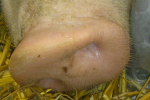 Ceny skupu świń rzeźnych (9.02.2025)