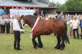 Superczempiony, czempiony i wiceczempiony koni XX Regionalnej Wystawy Zwierząt Hodowlanych w Szepietowie