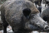 Niektóre tymczasowe środki ochronnych wobec afrykańskiego pomoru świń w Polsce