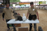 Superczempiony, czempiony i wiceczempiony królików XXI Regionalnej Wystawy Zwierząt Hodowlanych w Szepietowie