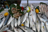 Większa produkcja ryb na Dolnym Śląsku