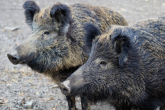 Przypadki afrykańskiego pomoru świń (ASF) u dzików na terytorium Polski - skażony obszar