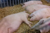 Inwestycje w poprawę dobrostanu bydła i świń - nabór wystartował