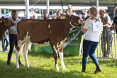 Championy po buhajach z Intergen na wystawie w Książu