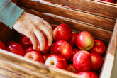 Pomoc dla producentów jabłek