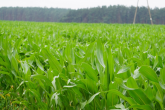 Polska krajem wolnym od upraw GMO