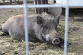Szósty przypadek afrykańskiego pomoru świń u dzików w Polsce