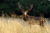 Zwierzyna policzona - 10 tys. jeleni i 36 tys. saren w Bieszczadach