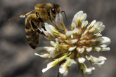 Pomoc klęskowa, wsparcie dla pszczelarzy - ostatni moment na złożenie wniosku