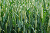 Polska zajmuje trzecie miejsce w rankingu unijnych eksporterów pszenicy