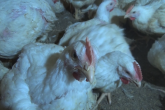 MRiRW w sprawie odszkodowań dla producentów drobiu w związku z wystąpieniem grypy ptaków