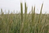 Opublikowano listy odmian zalecanych do uprawy w województwie śląskim w 2013 roku