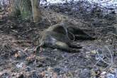 Kłusownicy i bezpańskie psy mordują leśną zwierzynę