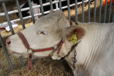 Czempiony i wiceczempiony  bydła mięsnego XIV Regionalnej Wystawy Zwierząt Hodowlanych w Minikowie