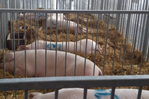 Ceny skupu świń rzeźnych (5.03.2023)