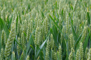 Ceny zbóż na giełdach towarowych (20.04.2025)
