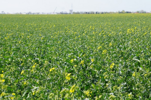 Ceny rzepaku i produktów jego przerobu (19.01.2025)