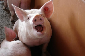 Ceny skupu świń rzeźnych (1.02.2026)