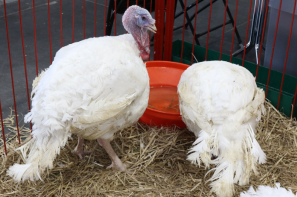 Ceny drobiu w Polsce (26.10.2025)