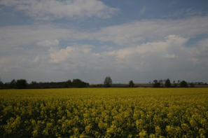 Ceny rzepaku i produktów jego przerobu (4.05.2025)