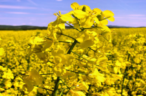 Ceny rzepaku i produktów jego przerobu (15.06.2025)