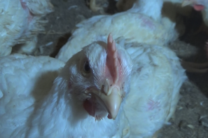 Ceny drobiu w Polsce (21.12.2025)