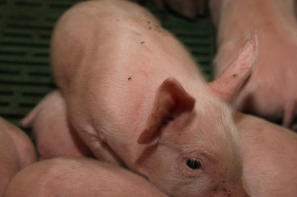 Handel zagraniczny produktami wieprzowymi