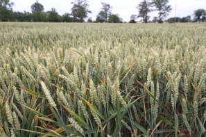Rynek zbóż w Polsce (28.09.2025)