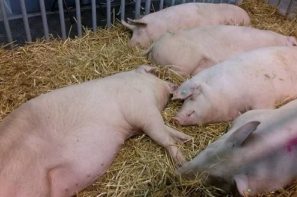 Ceny żywca wieprzowego, wołowego i drobiowego (27.04.2025)