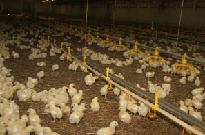 Ceny drobiu w Polsce (29.12.2024)