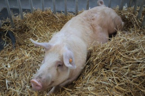 Ceny skupu świń rzeźnych (12.01.2025)