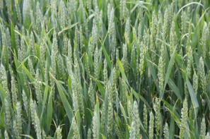 Ceny zbóż na giełdach towarowych (11.05.2025)