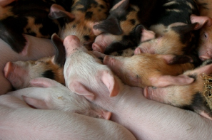 Ceny żywca wieprzowego, wołowego i drobiowego (18.05.2025)