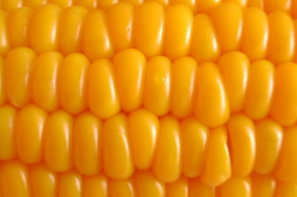 Wzrost cen unijnej kukurydzy