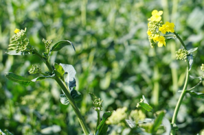 Ceny rzepaku i produktów jego przerobu (20.07.2025)