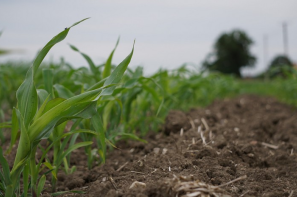Ceny zbóż na giełdach towarowych (30.11.2025)