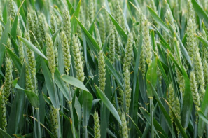 Rynek zbóż w Polsce (20.04.2025)