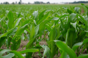Rynek zbóż w Polsce (14.12.2025)