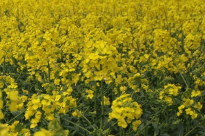 Ceny rzepaku i produktów jego przerobu (25.01.2026)