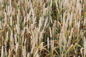 Ceny zbóż na giełdach towarowych (18.01.2026)