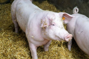 Ceny żywca wieprzowego, wołowego i drobiowego (6.04.2025)