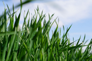 Rynek zbóż w Polsce (4.05.2025)