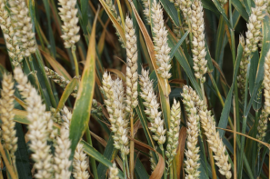 Rynek zbóż w Polsce (29.06.2025)