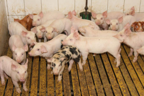 Ceny żywca wieprzowego, wołowego i drobiowego (16.02.2025)
