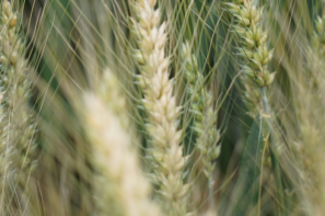 Rynek zbóż w Polsce (7.09.2025)